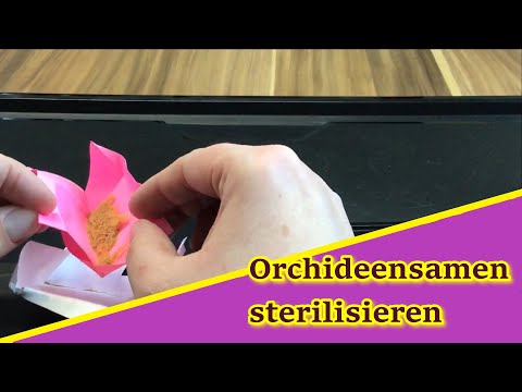 Lose Orchideensamen sterilisieren