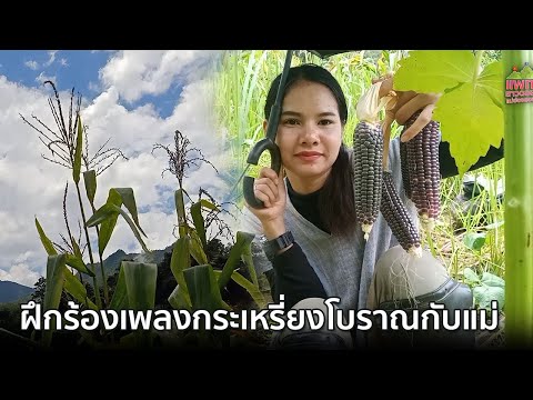 ฝึกร้องเพลงกระเหรี่ยงโบราณกับแ ฝึกร้องเพลงกระเหรี่ยงโบราณกับแ