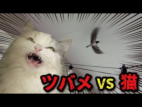 猫の動画サムネイル - 家の中にツバメが入ってきて猫たちがヤバいことになってました【関西弁でしゃべる猫】【猫アテレコ】