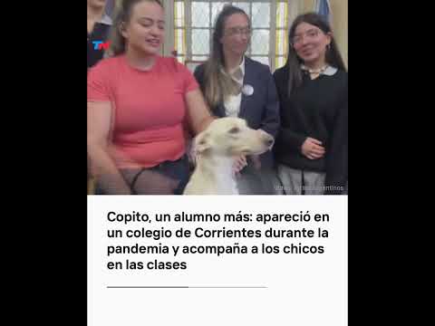 Copito es un perro que llegó a una escuela de Corrientes y ahora es un alumno más