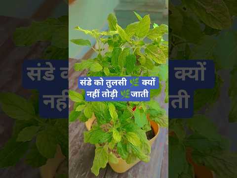 संडे को तुलसी क्यों 🌱 नहीं तोड़ी 🥀🪷 जाती
