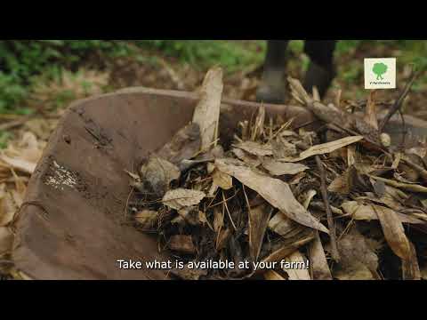 MULCHING: Retain Moisture & Boost Soil Health - Vi Agroforestry SALM Video Tutorials 2/15