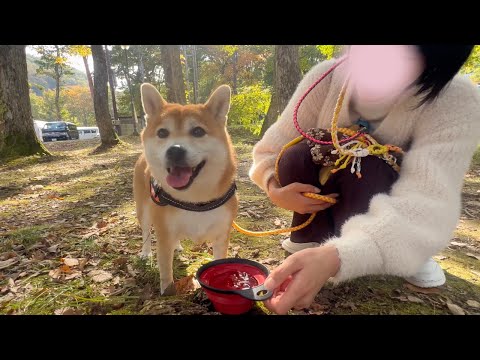 田舎育ちの柴犬を大自然の中に放流した結果