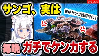 【獣医が解説】サンゴは毎晩ケンカする!? サンゴの意外な話！【北国ここなの動物研究室】