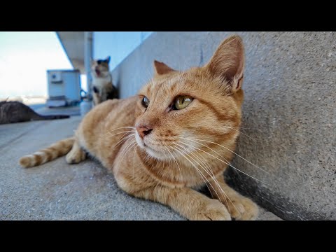 漁港の日陰が猫の楽園に…かわいすぎて癒やされる
