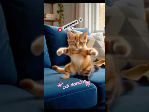 kucing menari nari #korean