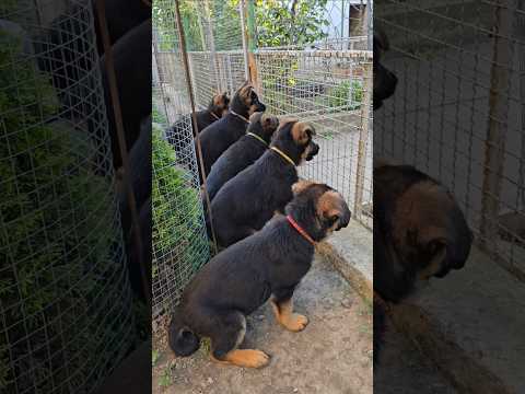 😆Little fluffy balls guard the house. Funny, cute German Shepherd puppies play guard.