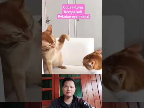 Gara² Ayam si Oyen di Colong #cat #funnycat #kucinglucu