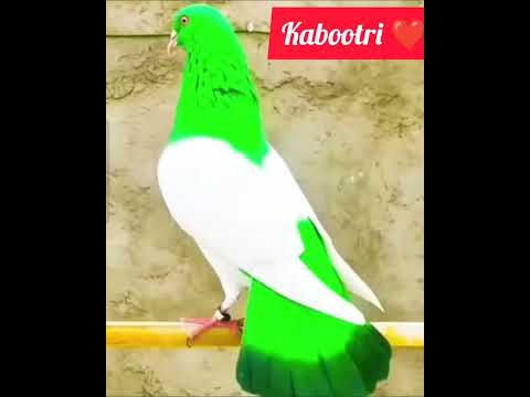 Cute Green 💚 White Kabootri ❤️ #haryanvisong #haryanvi #dance #viral #pigeon #kabootarba #birds