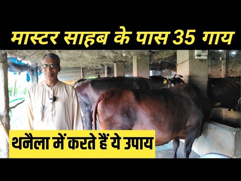 मास्टर साहब रखते हैं 35 गाय और थनैला में करते हैं ये उपाय | Dairy Farming Business In Bihar