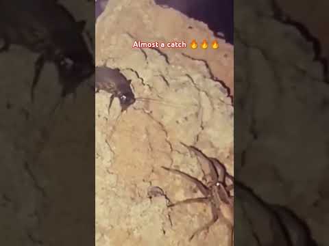 Wolfspider hunt #spider #tarantula #wildlife #nature #insects #cricketlove #spiderlovers #wolfspider