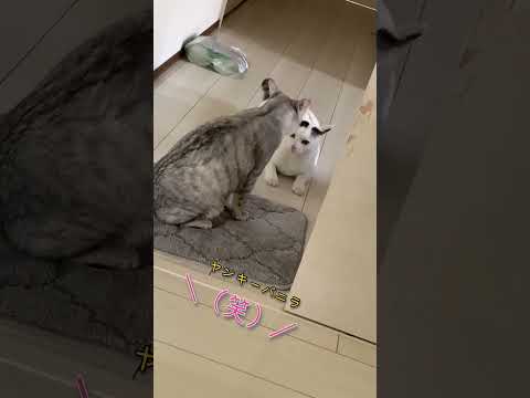 戯れてたつもりがガチギレされる#猫のいる暮らし #猫の気持ち になってみた