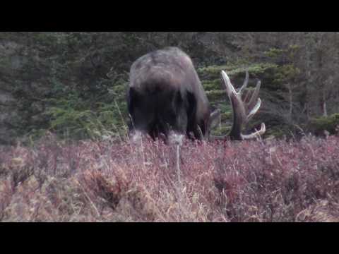 Alaskan Bull Moose