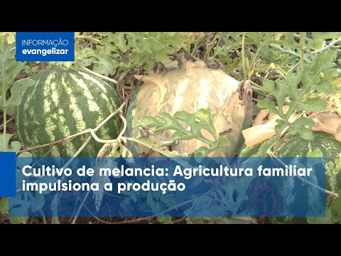 Cultivo de melancia: Agricultura familiar impulsiona a produção - Salmo ...