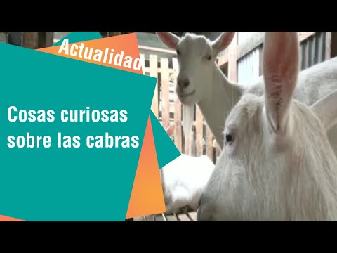 Curiosidades de las cabras | Actualidad