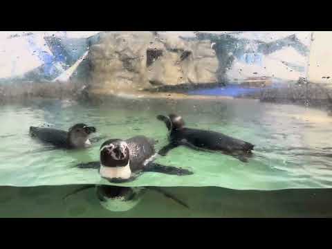 Humboldt Penguins (adult and teenager) are curious to see humans at the Grand Mazatlán Aquarium