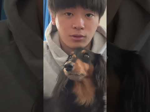 日本語が通じる犬くんの特技#shorts