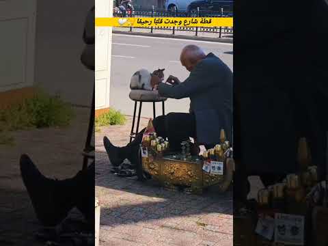 قطة شارع وجدت قلبًا رحيم🐈🤍 سبحان الله !!