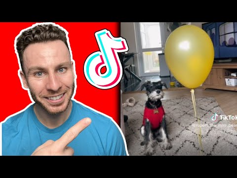 Try not to smile MINIATURE SCHNAUZER dog challenge. Dog trainer reacts!