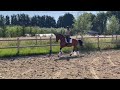 Dressage horse Knappe 4 jarige dressuurmerrie