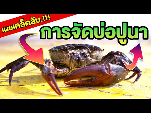 EP-2.2-เผยเคล็ดลับการจัดบ่อปูน EP-2.2-เผยเคล็ดลับการจัดบ่อปูน