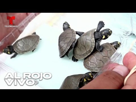Decomisan más de 4,000 tortugas en aeropuerto de Perú que presuntamente serían enviadas ilegalmente
