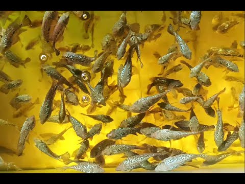 Flowerhorn Fish Baby Feeding