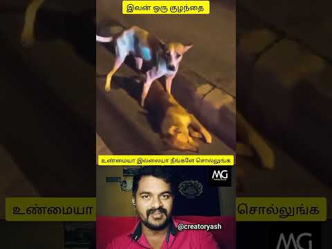 ஆதரவு இல்லா உயிர்கள்💔💔 #hoomans #dogcomedyvideo #instatrending #creatoryash #bigbang