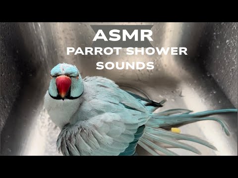 ASMR Parrot Shower Time | Real Water Sounds to Calm Your Mind