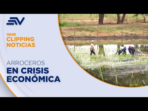 Arroceros en crisis por los bajos precios | Televistazo | Ecuavisa