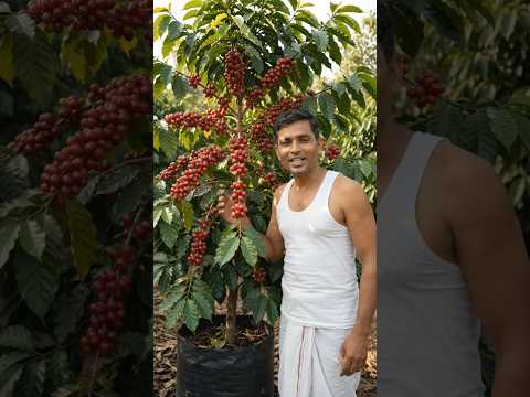How Coffee Grows on a Tree☕🌱 |Coffee Plant &amp; Coffee Farming#Shorts#framing#shortvideo#fyp#shortvideo
