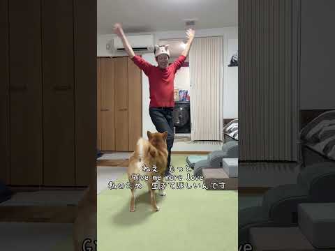 柴犬の魅力満載！癒しと笑顔のショート動画 サムネイル