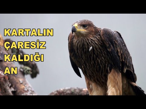 BOYUN EĞDİ / Defeat of the eagle