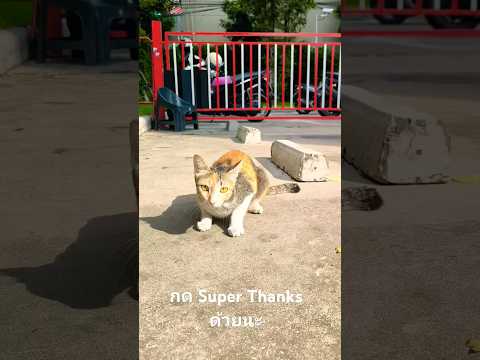แมวสีสวาทหนีคนกดSuperThanks