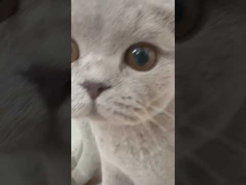 My cat trying to sneak out of the closet 😂🐾”