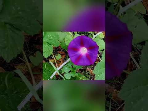 Nature's bouquet 💐