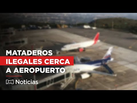 Denuncian mataderos ilegales y presencia de gallinazos cerca al Aeropuerto Palonegro