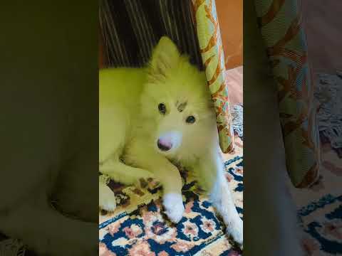 #doglove #dog #dogshorts #doglife