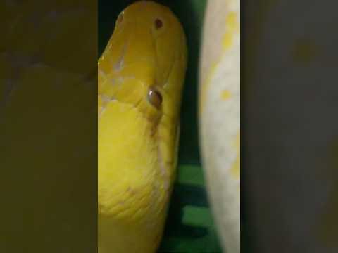 😮 😮 😮 #learn #reptile #snake #reptileexpo