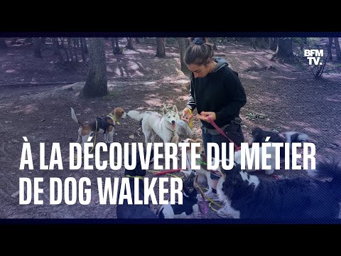 À la découverte du métier de dog walker, promeneur de chiens