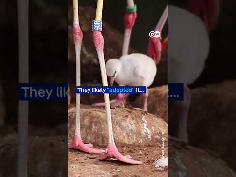 Same-sex flamingo couple successfully hatch an egg together at a UK zoo | DW News