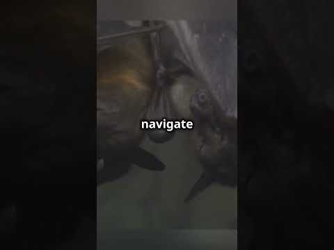 Echoes: How Sound Bounces Back 📣 #Echoes #SoundWaves #Acoustics