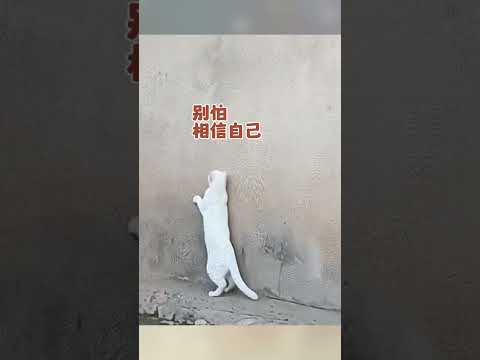 猫妈妈教小猫本领,当小猫从高处跳下被接住的那一刻,母爱具象化了,“万物皆有灵,母爱不分物种”。#画一个故事 #治愈系 #母爱 #万物皆有灵性 #猫咪