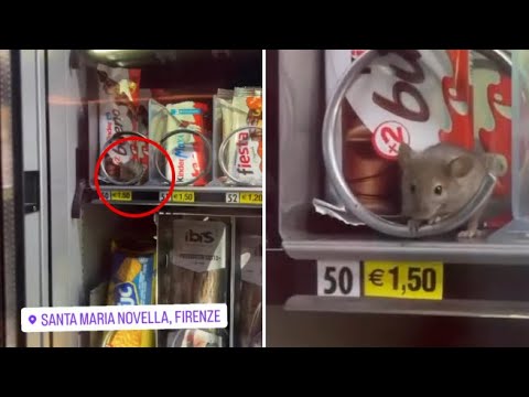 Spunta un topo tra gli snacks al distributore della stazione ferroviaria di Firenze Santa Maria...