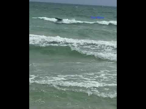 Bañistas hacen Surf en Miami Beach