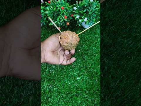 টক ঝাল কদবেল মাখা #shortsvideo #youtubeshorts #food #foodvideos #mangotreat #foodclips #recipe#vira