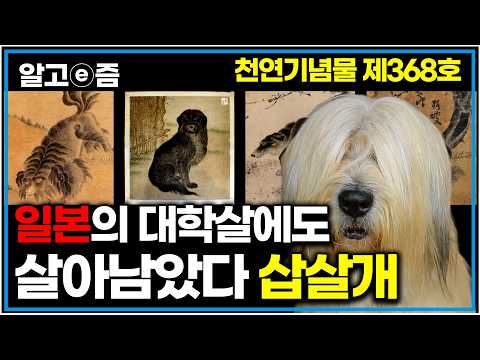 "일본의  조선문화말살정책, 삽살개 150만 마리 학살해 군용 모피로 이용했다" 주변에 보기 드문 삽살개를 찾아 떠나본 여정｜아주 각별한 기행｜알고e즘