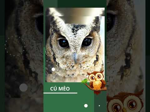 Chim cú mèo liệu có mang lại xui xẻo không? #animals #shorts