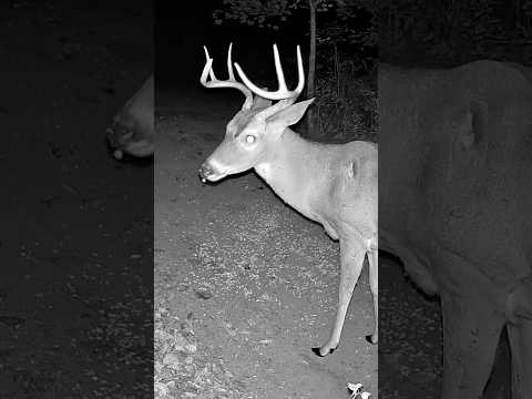 Up Close With a Giant Buck | Incredible Deer Footage You’ll Never See This Close! 🦌 #shorts