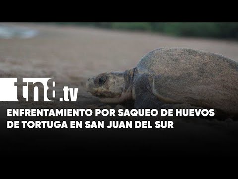 Saqueadores de huevos de tortugas, heridos por enfrentamiento en San Juan del Sur